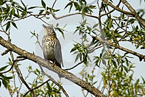 Song trush, Turdus philomelos