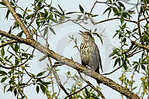 Song trush, Turdus philomelos