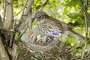 Song Trush,turdus philomelos, Adult with Chicks at Nest, Normandy A photo