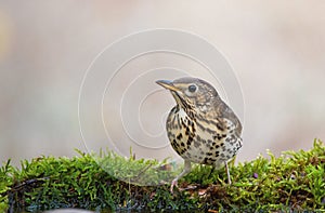 Song Trush Turdus philomelos on the forest puddle