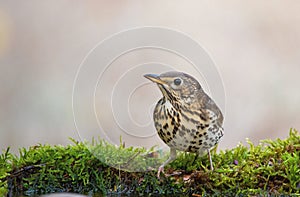 Song Trush Turdus philomelos on the forest puddle photo