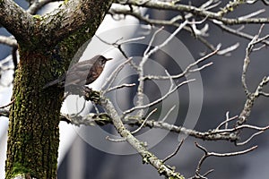 Song trush turdus philomelos perched on a branch photo