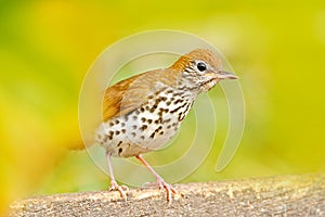 Song wood thrush, Hylocichla mustelina, in the nature habitat. young bird sitting on tree branch. Bird in the summer Belize. Bird