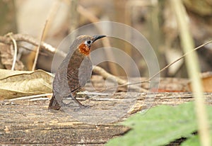 Song Wren Cyphorhinus phaeocephalus