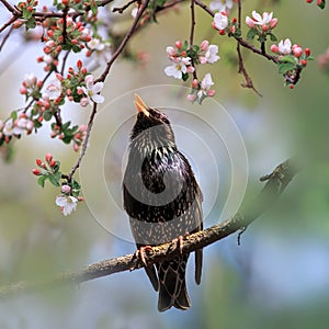 Songbird black starling sits on the branches of an apple tree with pink flowers in a spring may garden and sings