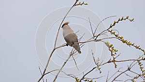 Songbird Bombycilla garrulus