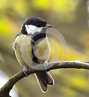 Songbird on branch