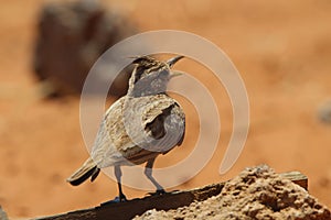 A songbird chirping in the desert