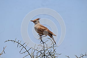 A songbird chirping in the desert