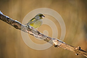 Songbird european foliage in the morning light