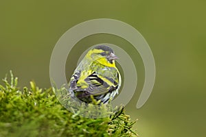 Songbird in the habitat. Eurasian Siskin, Carduelis spinus, song bird sitting on the branch with yellow lichen, clear background,