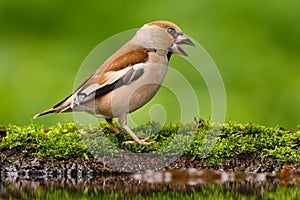 Songbird, Hawfinch, Coccothraustes coccothraustes, brown songbird sitting in the water, nice lichen tree branch, bird in the photo