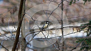 A songbird looks at the surroundings of tree branch
