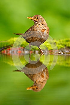 Songbird mirror water reflection. Grey brown song thrush Turdus philomelos, sitting in the water, nice lichen tree branch, bird in