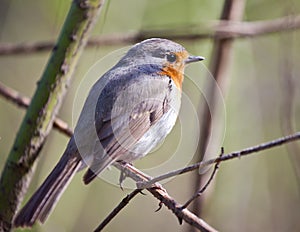 Songbird robin