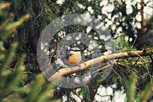 Songbird robin sitting on a branch in the forest