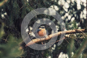 Songbird robin sitting on a branch in the forest