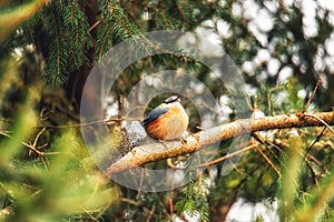 Songbird robin sitting on a branch in the forest