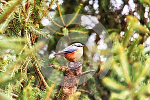 Songbird robin sitting on a branch in the forest