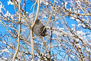 Songbird sitting on a tree.