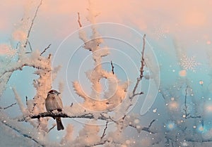 Songbird Tree Sparrow, Passer montanus, sitting on branch with snow during winter