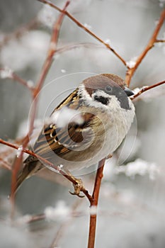 Songbird Tree Sparrow, Passer montanus, sitting on branch with snow, during winter