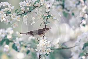 Songbird warbler sits on a branch in a sunny spring garden on the blooming white branches of an apple tree