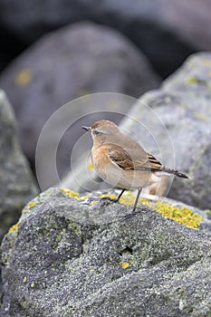 Songbird The Wheatear Oenanthe oenanthe