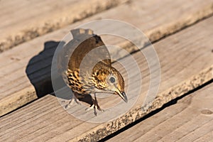 Songbird on wooden boards