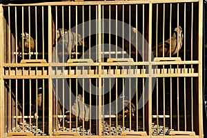 Songbirds in Cages