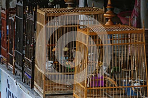 Songbirds in cages, Thailand