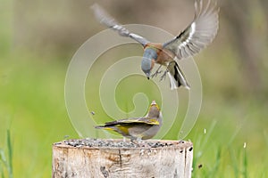 Songbirds fight on a bird feeder in the forest