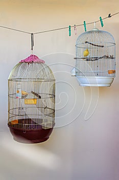 Songbirds yellow and orange Canaries in cages.