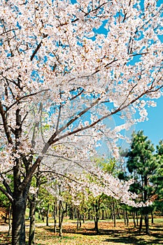 Songdo Sunrise Park with cherry blossom in Incheon, Korea