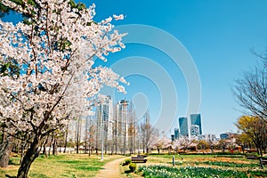 Songdo Sunrise Park with cherry blossom and skyscraper in Incheon, Korea