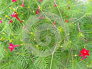 Songgo Langit flowers are very beautiful pink photo