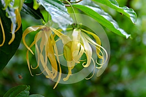 Songkhla ylang flowers yellow with green leaves. Soft background, natural light.