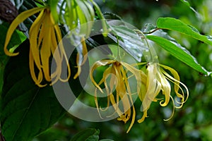 Songkhla ylang flowers yellow with green leaves. Soft background, natural light.