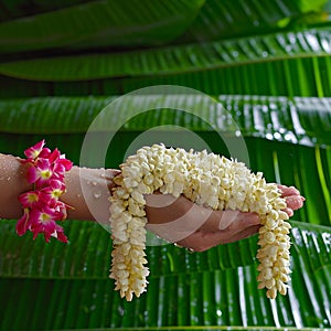 Songkran festival beauty hand holds jasmine garland, wet banana leaf