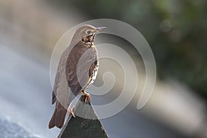 Songthrush.