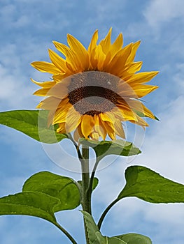 Sonnenblume