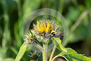 Sonnenblume im Feld