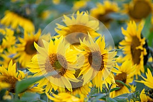 Sonnenblumen