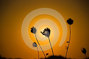 Sonnenuntergang hinter einer Baum Silhouette