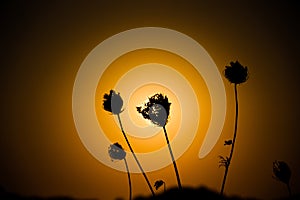 Sonnenuntergang hinter einer Baum Silhouette