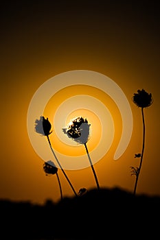 Sonnenuntergang hinter einer Blumen Silhouette