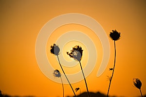 Sonnenuntergang hinter einer Blumen Silhouette