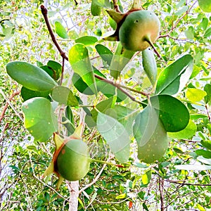 Sonneratia alba is a mangrove plants