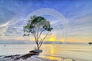 Sonneratia catch sunrise on deserted beach