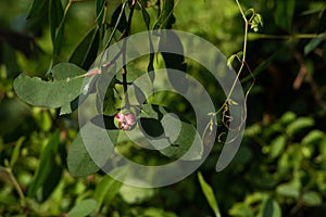 Sonneratia ovata Backer flower